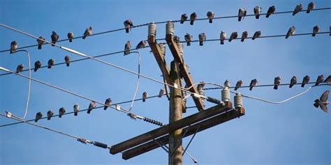 do birds feel electricity